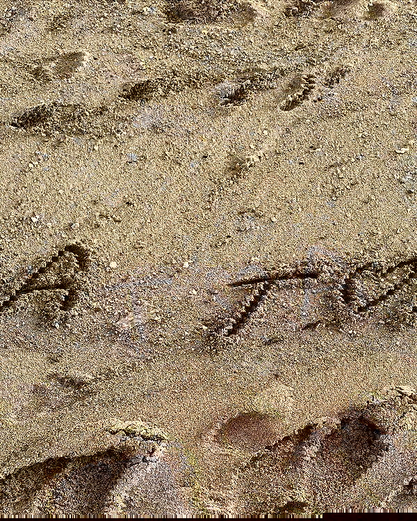 tatum.ricee tatum.ricee archive image