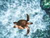 taylorballarddd Altpins Profile Picture