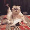 taylorswift Altpins Profile Picture