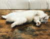 taylorswift Altpins Profile Picture