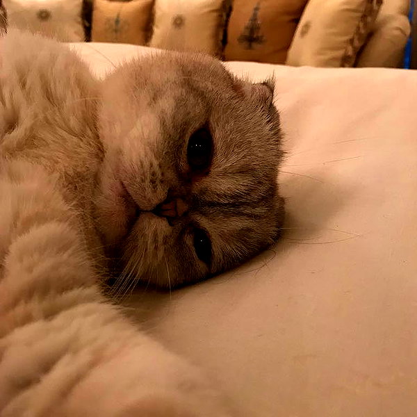 taylorswift instagram image archive image