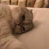 taylorswift Altpins Profile Picture