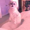 taylorswift Altpins Profile Picture