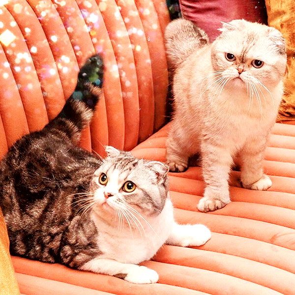 taylorswift instagram image archive image