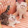 taylorswift Altpins Profile Picture