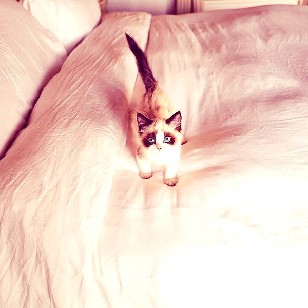 taylorswift instagram image archive image