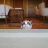 taylorswift Altpins Profile Picture