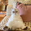 taylorswift Altpins Profile Picture