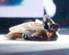 taylorswift Altpins Profile Picture