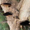 teakitten_ Altpins Profile Picture