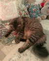 teakitten_ Altpins Profile Picture