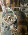teakitten_ Altpins Profile Picture