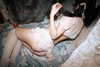 teakitten_ Altpins Profile Picture