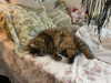 teakitten_ Altpins Profile Picture