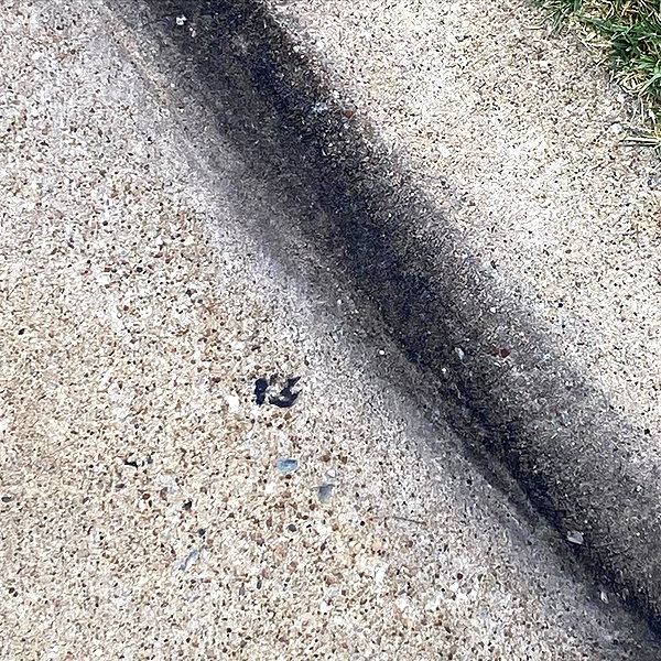 tecknopuppy instagram image archive image