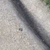 tecknopuppy Altpins Profile Picture