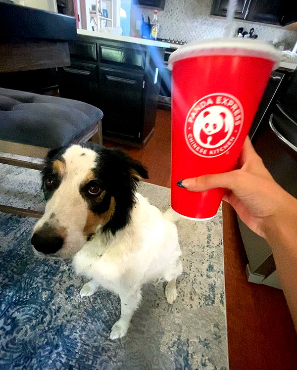 tecknopuppy instagram image archive image