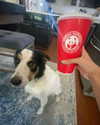 tecknopuppy Altpins Profile Picture