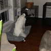 tecknopuppy Altpins Profile Picture