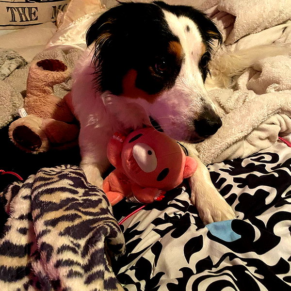 tecknopuppy instagram image archive image