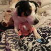 tecknopuppy Altpins Profile Picture
