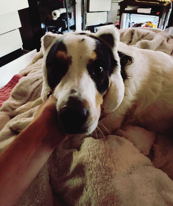 tecknopuppy instagram image archive image