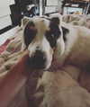 tecknopuppy Altpins Profile Picture