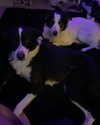 tecknopuppy Altpins Profile Picture