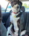tecknopuppy Altpins Profile Picture