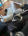 tecknopuppy Altpins Profile Picture