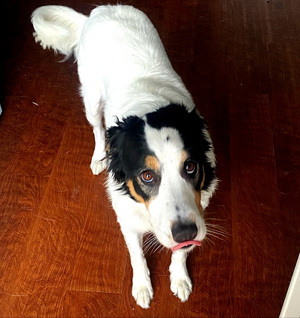 tecknopuppy instagram image archive image