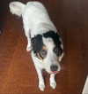 tecknopuppy Altpins Profile Picture