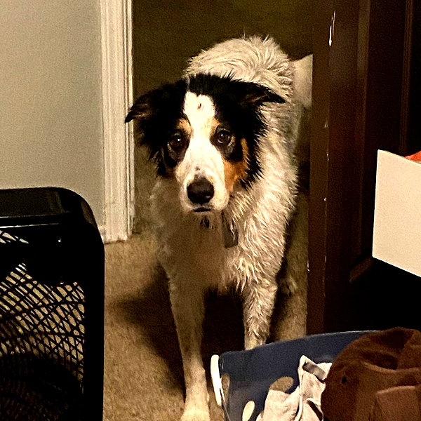 tecknopuppy instagram image archive image