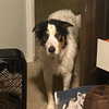 tecknopuppy Altpins Profile Picture