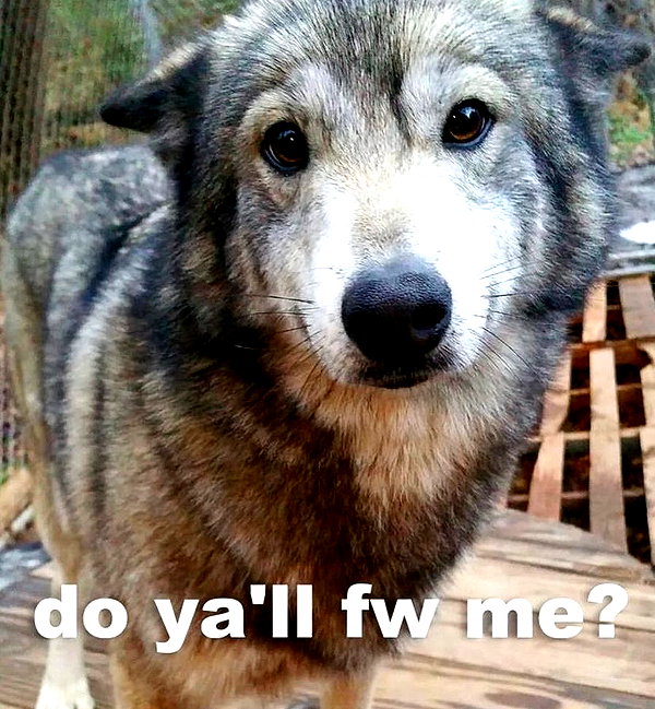 tecknopuppy instagram image archive image