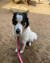 tecknopuppy Altpins Profile Picture