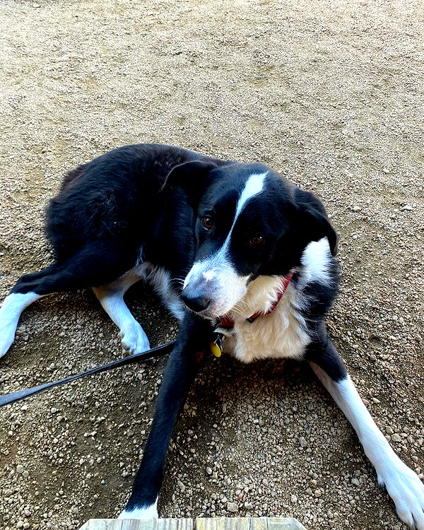 tecknopuppy instagram image archive image
