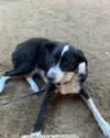 tecknopuppy Altpins Profile Picture