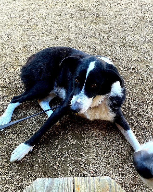 tecknopuppy instagram image archive image