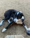 tecknopuppy Altpins Profile Picture