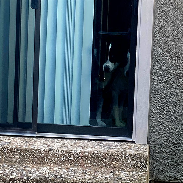 tecknopuppy instagram image archive image