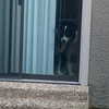 tecknopuppy Altpins Profile Picture