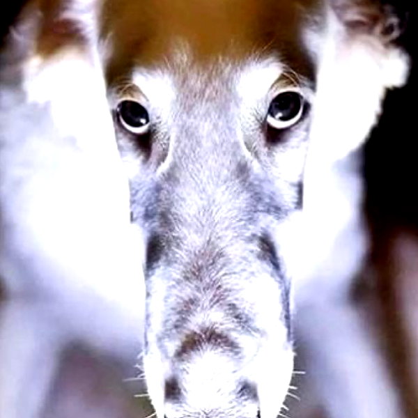 tecknopuppy instagram image archive image