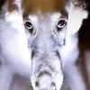 tecknopuppy Altpins Profile Picture