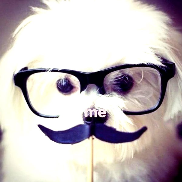 tecknopuppy instagram image archive image