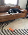 tecknopuppy Altpins Profile Picture