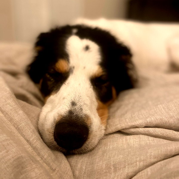 tecknopuppy instagram image archive image