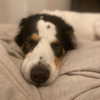 tecknopuppy Altpins Profile Picture