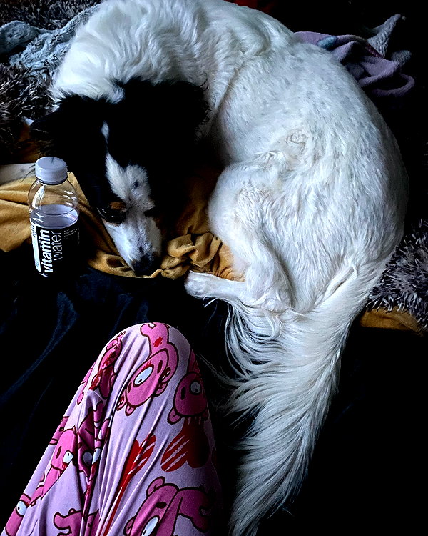 tecknopuppy instagram image archive image