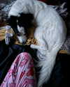 tecknopuppy Altpins Profile Picture